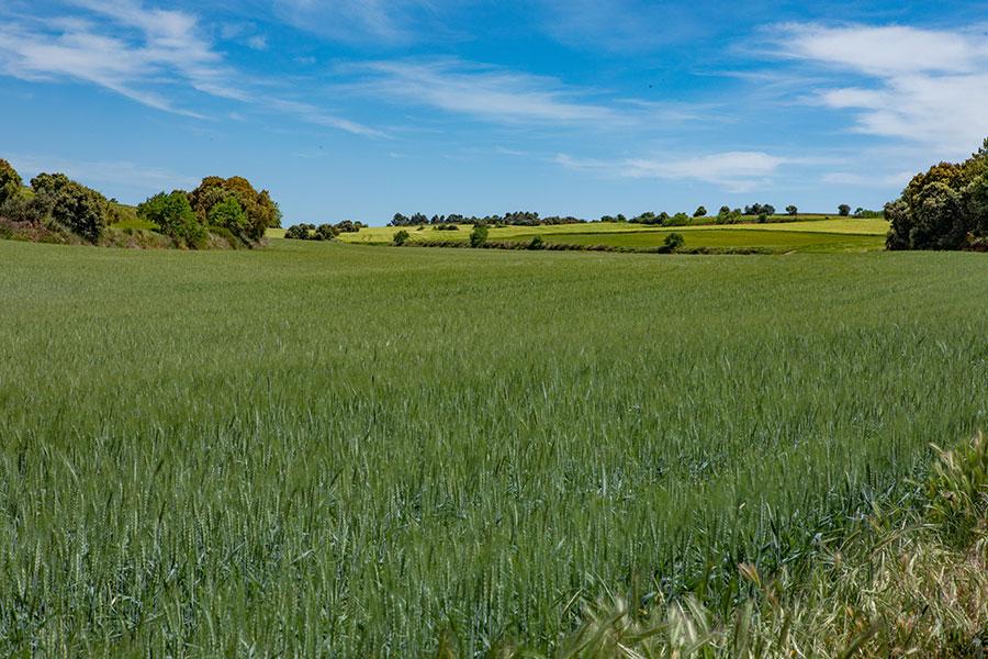 Imagen Campos de Cultivo